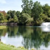a pond with trees in the background
