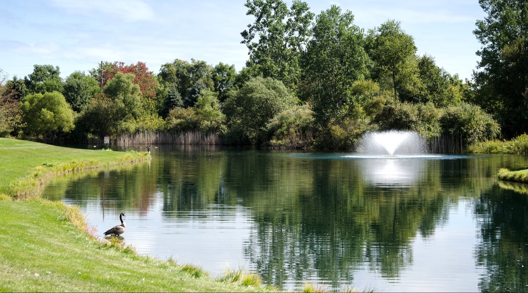 a pond with trees in the background